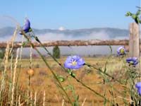 wildflower